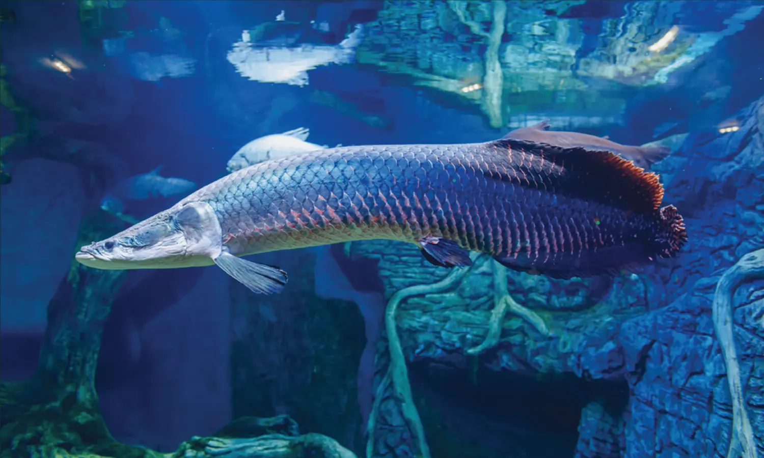 Mengulik Arapaima Gigas, Ikan Predator Berbahaya dengan Berat Mencapai 200 Kg