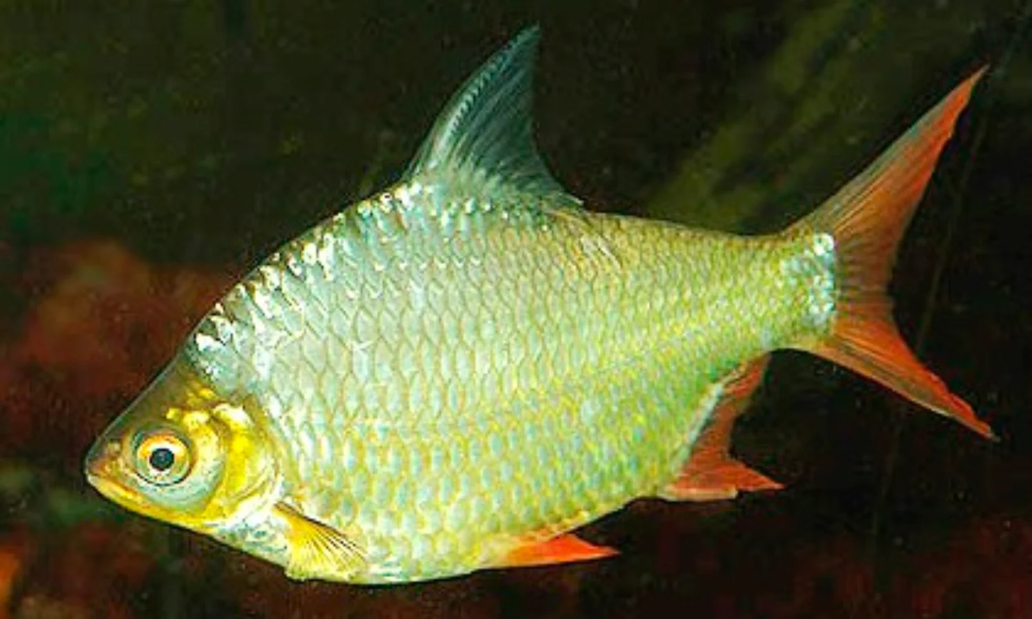 Memahami Seluk Beluk Ikan Lalawak, Morfologi, Klasifikasi dan Umpannya